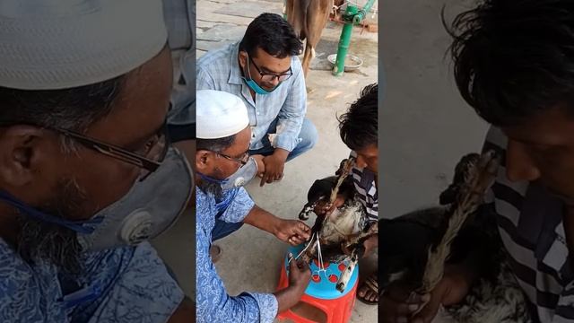 যেভাবে ছাগল খাশি করানো হয় বিজ্ঞান সম্মত উপায়ে смотреть онлайн
