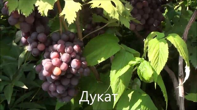 Дукат смотреть онлайн