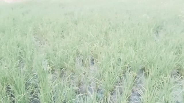 Tara Group T/Officer Visit of Dhaan смотреть онлайн