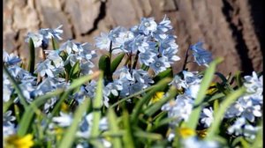 Весна в лесу.mp4