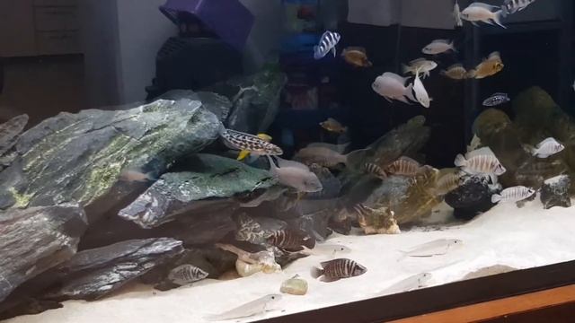 Tanganyika Community Tank 27 Feb 2020 смотреть онлайн