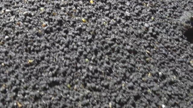 Белковое отравление червей. Миф или реальность. смотреть онлайн