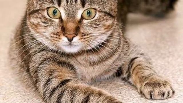 How to know that your is is next of death/cats dying signs/feline death😭😭 смотреть онлайн