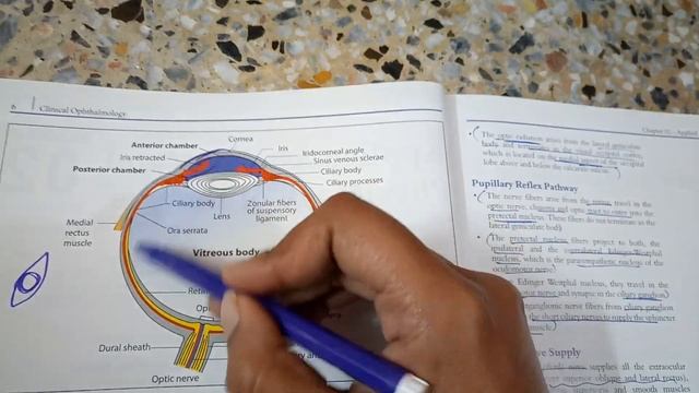 OPHTHALMOLOGYeye introduction of basic anatomy a revision lecture смотреть онлайн
