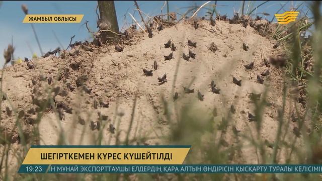 Елімізде шегірткемен күрес күшейтілді смотреть онлайн
