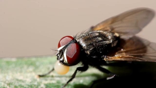 Bubble blowing housefly ( Canon 100mm macro+Raynox 250) [HD] смотреть онлайн