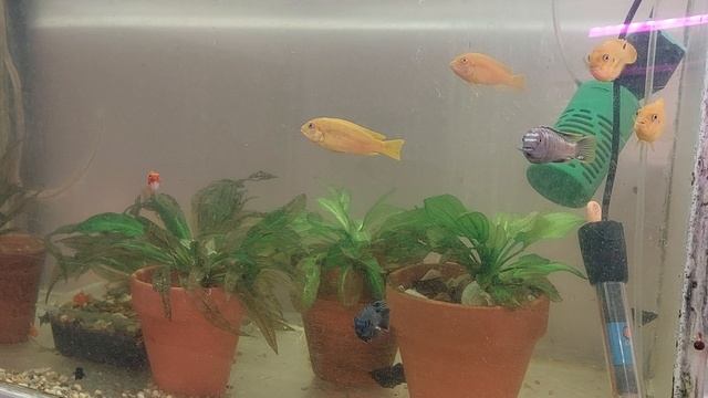 Три выводка Псевдотрофеусов Саулози. смотреть онлайн