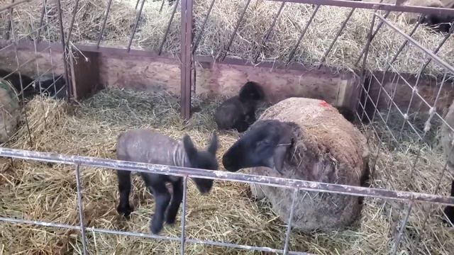 Sheep Farming At Ewetopia Farms: How We Manage Ewes & Lambs/vlog0002 2022 смотреть онлайн