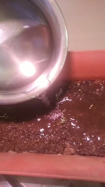 धनिया का 10 वा दिन #shorts #coriander #धनिया смотреть онлайн