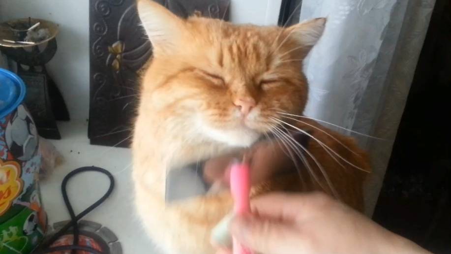 Любимая щётка. Часть 2 смотреть онлайн