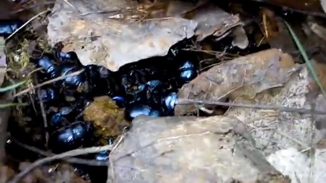 Chrobák lesní (Anoplotrupes stercorosus) hnízdo смотреть онлайн