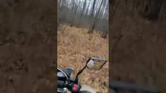 Покатушки по осеннему лесу на кроссовом мото смотреть онлайн