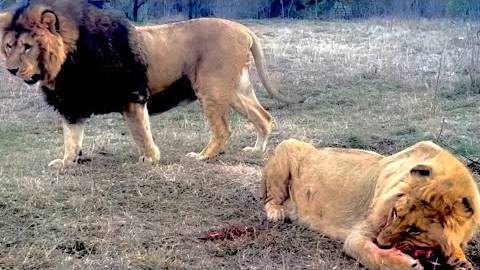 АДРЕНАЛИН ЗАШКАЛИВАЕТ! Вечернее кормление львов продолжается, один лев просто кидается на остальных! смотреть онлайн