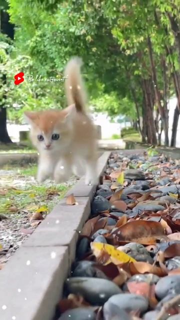 Hi Allah Meri mamma🥰 kahan Chali gai🥰#video #shorts #video #funny#videos #short#video смотреть онлайн