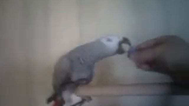 VIDEO_018.mp4 смотреть онлайн
