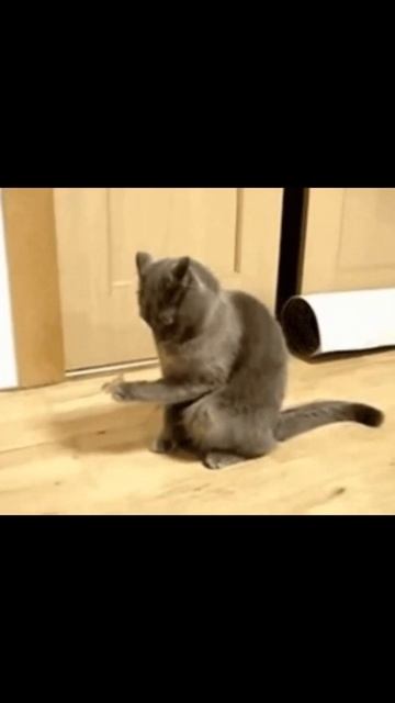 Кот должен спасти мир смотреть онлайн