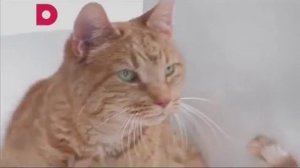 Реклама (Домашний, 30.06.2016)