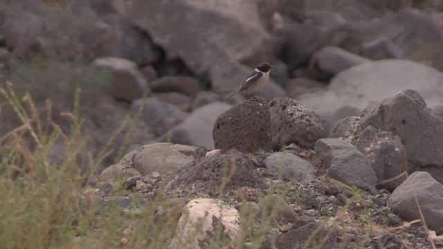 Tarier des Canaries (Saxicola dacotiae) Fuerteventura Stonechat смотреть онлайн