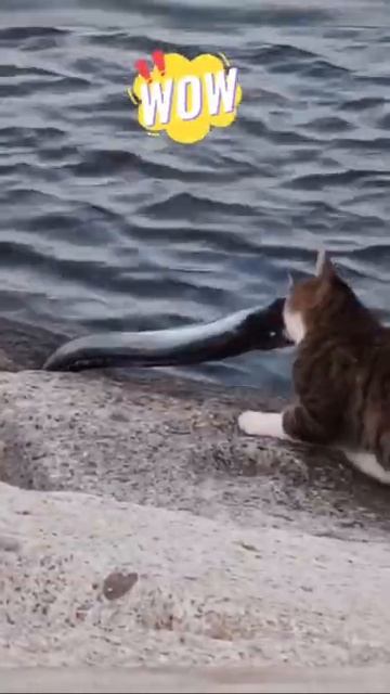 catch big fish😳 #catlover #bigfish #shorts смотреть онлайн