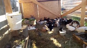 Вольер для кроликов. Обзор