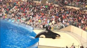 🇨🇳️CH-Shanghai Haichang Ocean Park 16/11/2018-Killer whale showfull fisrt show