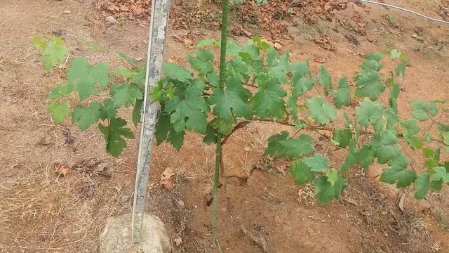 Bunga Anggur Ber munculan//Hasil potes pucuk pohon anggur. смотреть онлайн