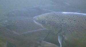 Счастливые люди  Поморы