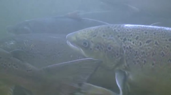 Счастливые люди Поморы