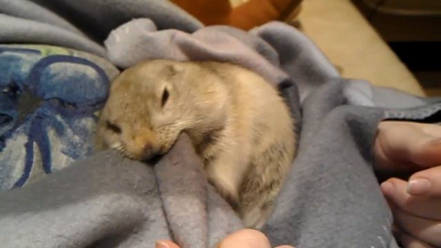 Белка ест одеяло смотреть онлайн