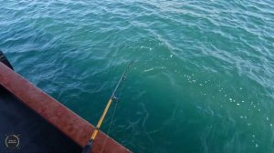 Вьетнам. НА РЫБАЛКУ на острове Фукуок. Ловим рыбу на кальмара. Каранкс, Скорпена, Морской окунь.