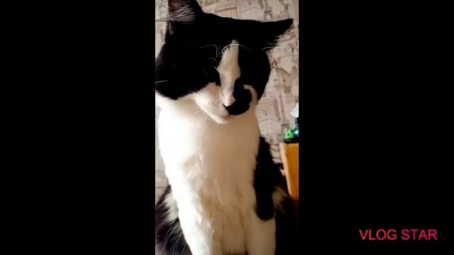 Жизнь моего кота Цезаря смотреть онлайн