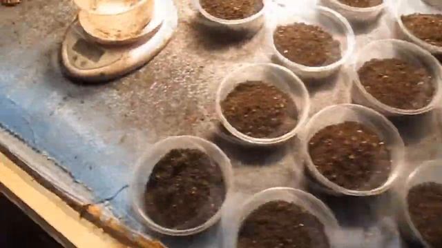 Бизнес. Фасовка червя (Дендробены ) в баночки. смотреть онлайн