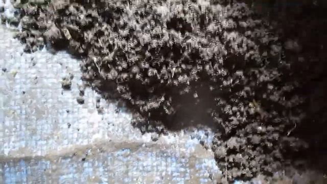 Во сколько увеличится популяция дендробены за год! 2часть. смотреть онлайн