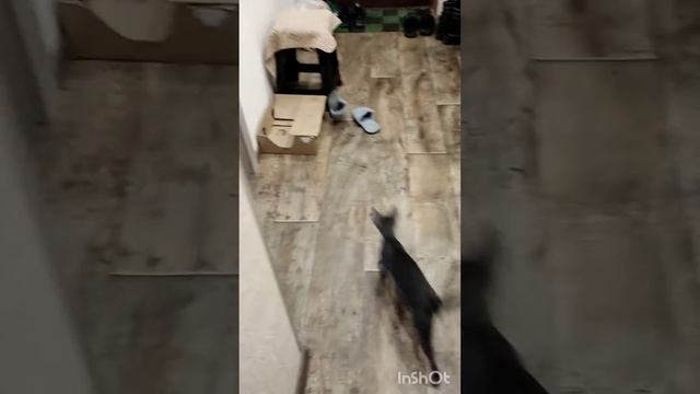 Ориентальные кошки смотреть онлайн