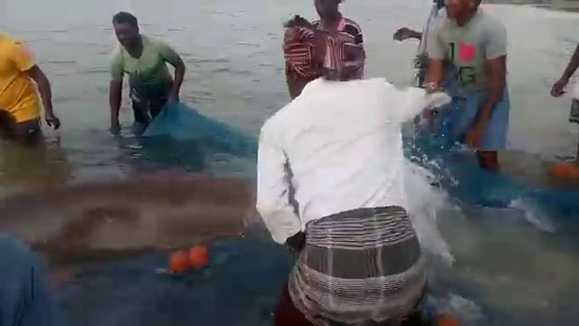 "RELEASE THE DOLPHIN" at fishers in my village смотреть онлайн