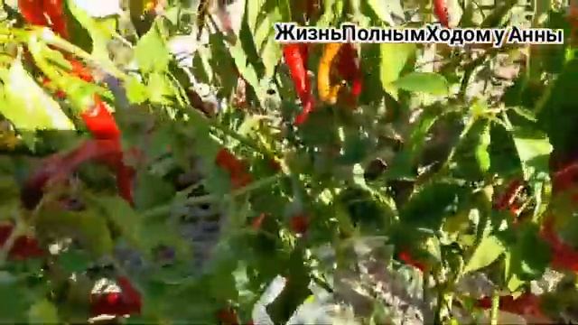 Огородный сезон 2024__30 Серия (1)