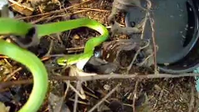 Mr Pinky eatting a grasshopper смотреть онлайн