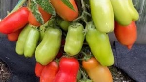 Урожайные неприхотливые томаты в открытом грунте