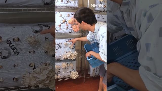 Neon Digital: Artikel Urban Funghi смотреть онлайн