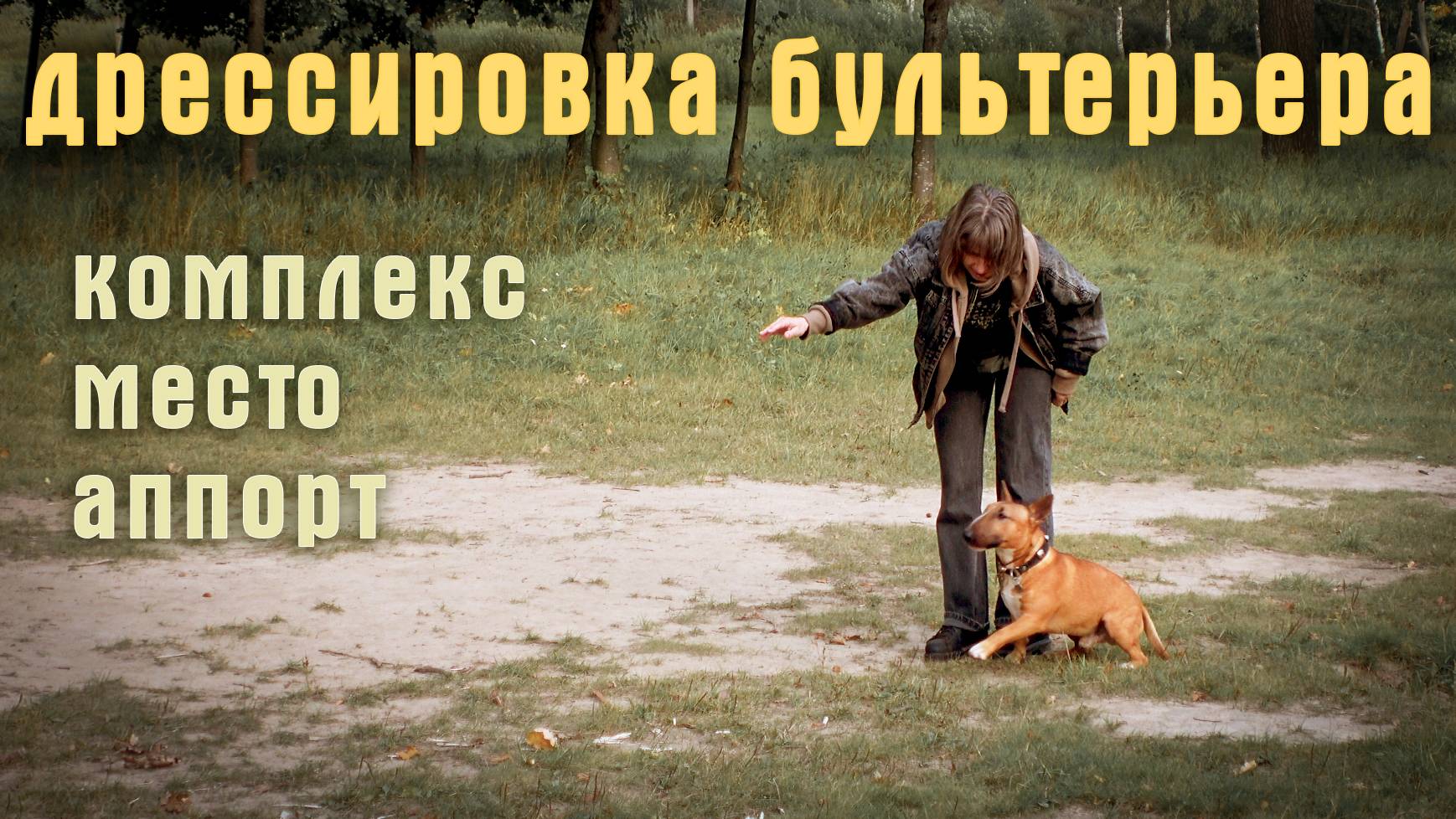 Тренировка ОКД с мини бультерьером. Комплекс, место и аппорт смотреть онлайн
