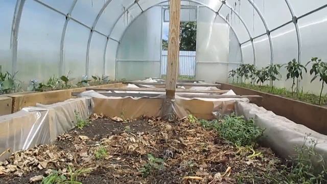 Разведене червей на даче. Газонная трава, будущий корм для дендробены. смотреть онлайн