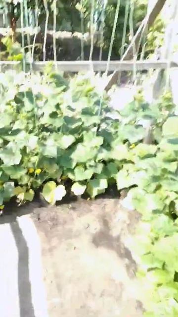 Огурцы смотреть онлайн