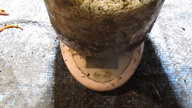 Разведение дендробены. Свек. жом. Эксперимент №1. смотреть онлайн