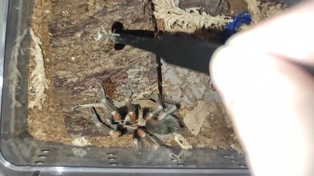 Brachypelma auratum with a very high prey drive смотреть онлайн