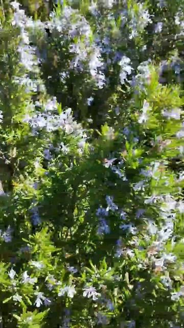 Розмарин Крымский