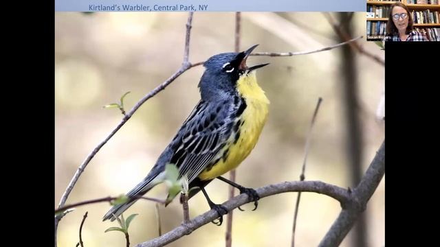 Bird Chat: Learning the Birds author Susan Fox Rogers: April 12, 2022 смотреть онлайн