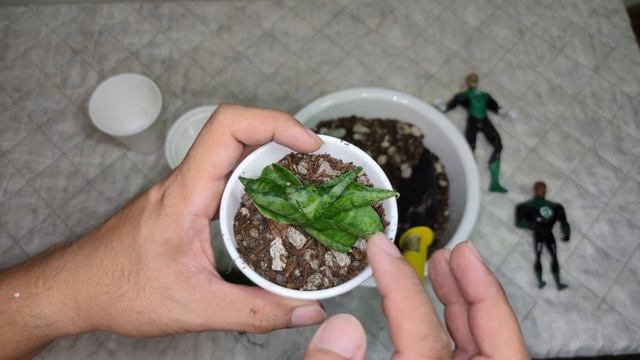 Mini Boncel or Dwarf Boncel Sansevieria Snake Plant Unboxing смотреть онлайн