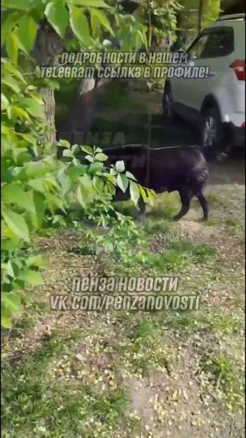 Посёлок Монтажный, Железнодорожный район, Пенза. смотреть онлайн