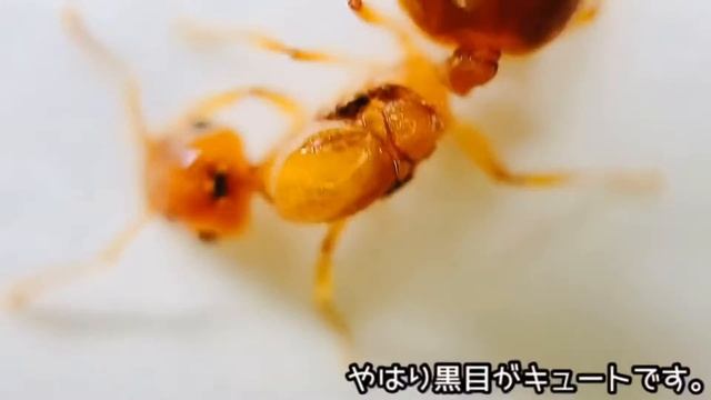 184【蟻の観察】キイロシリアゲアリ女王を100倍にしたら100倍可愛かった。 смотреть онлайн