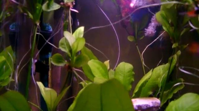 My Guppy Fish Tank смотреть онлайн
